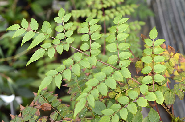 Aralia armata